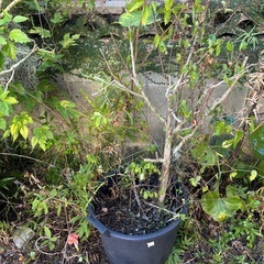 植木鉢★植物の画像