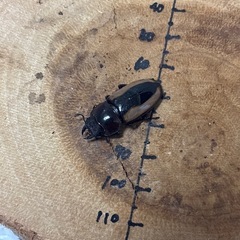 フルストルファーノコギリクワガタ ロンボク島産 ペア♂65mm♀27mmの画像