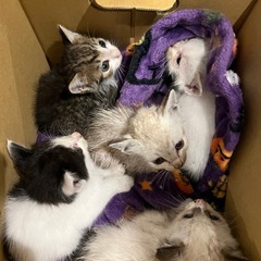 子猫