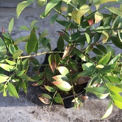 【観葉植物】　梛　ナギの画像