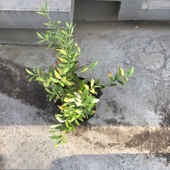 【観葉植物】　梛　ナギの画像