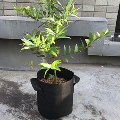 【観葉植物】　梛　ナギの画像