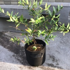 【観葉植物】　梛　ナギの画像
