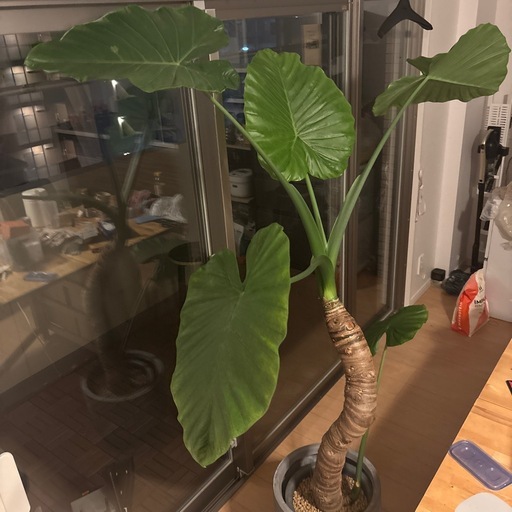 クワズイモ　観葉植物