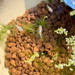 メダカ 飼育鉢 美品の画像