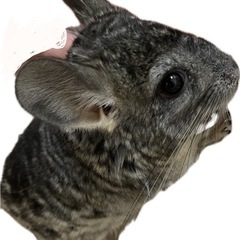 チンチラ　オス　♂ スタンダードグレー