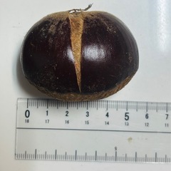 熊本県菊池産 利平栗2.2kg 無農薬 自然栽培　の画像