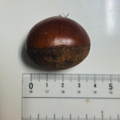 熊本県菊池産 利平栗2.2kg 無農薬 自然栽培　の画像