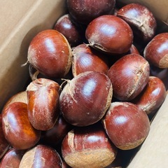 熊本県菊池産 利平栗2.2kg 無農薬 自然栽培　の画像