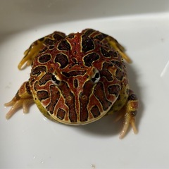赤ベルツノガエル　訳ありの画像