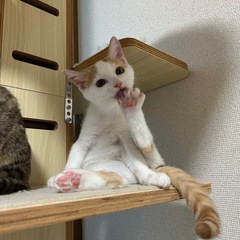 去勢手術まですべて終わっています　2ヶ月男の子
