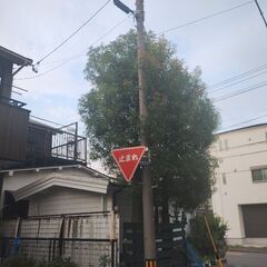 【引き取り限定】どデカいボトルツリーの画像