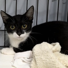 🌸🐈黒白の仔猫さん🐈🌸
