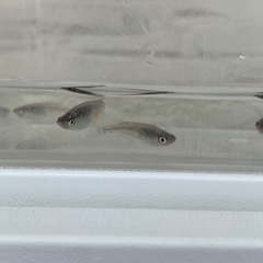 メダカ　選外 ブラックナイト【普通体型】
　7匹の画像