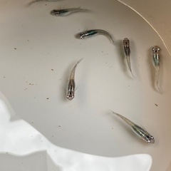メダカ　選外 ブラックナイト【普通体型】
　7匹の画像