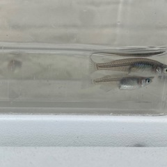 メダカ　選外 ブラックナイト【普通体型】
　7匹の画像