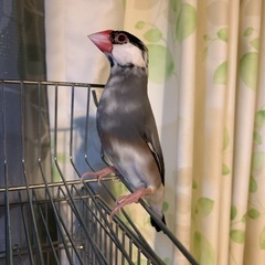 桜文鳥