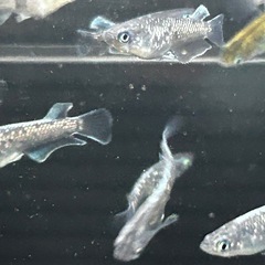 豪鬼よんひ４匹の画像