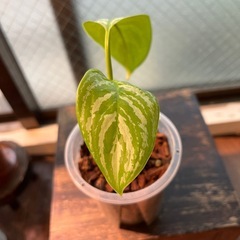 アグラオネマ　カーティシー Aglaonema 観葉植物の画像