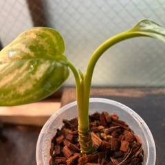 アグラオネマ　カーティシー Aglaonema 観葉植物の画像