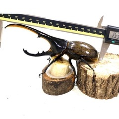ヘラクレス　オス　3令　1匹の画像