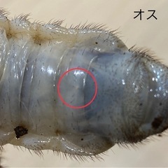 ヘラクレス　オス　3令　1匹の画像