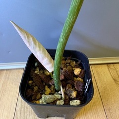 観葉植物　フィロデンドロン　グロリオーサムＥの画像