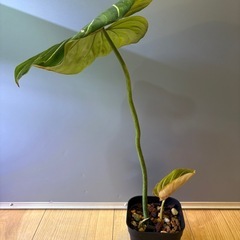 観葉植物　フィロデンドロン　グロリオーサムＥの画像