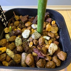 観葉植物　フィロデンドロン　グロリオーサムＤの画像