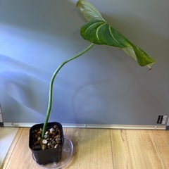 観葉植物　フィロデンドロン　グロリオーサムＤの画像