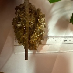 蜂の巣　ハチノス　標本の画像