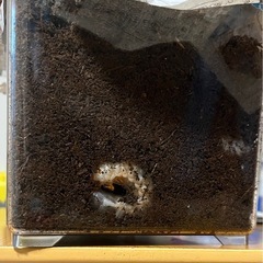 カブトムシの幼虫　もらってくださいの画像