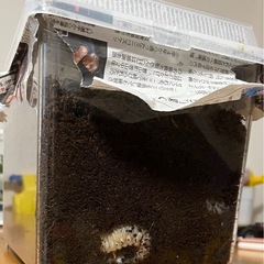 カブトムシの幼虫　もらってくださいの画像