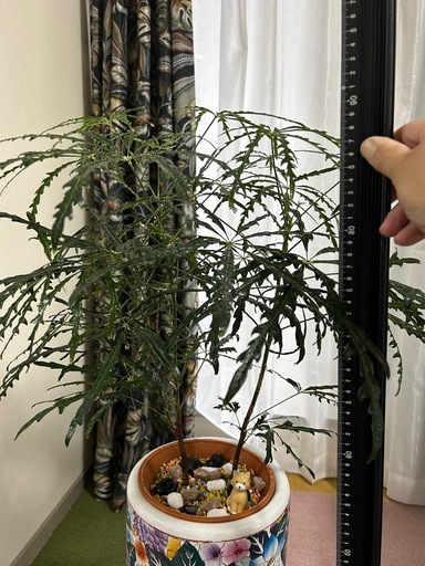 観葉植物、インテリア、陶器