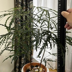 観葉植物、インテリア、陶器の画像