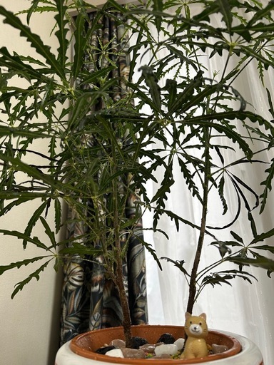観葉植物、インテリア、陶器