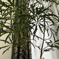 観葉植物、インテリア、陶器の画像