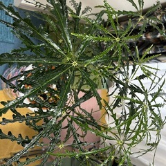 観葉植物、インテリア、陶器の画像