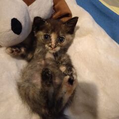 生後1ヶ月の子猫を保護しました