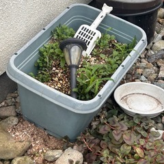 おしゃれな植木鉢の画像