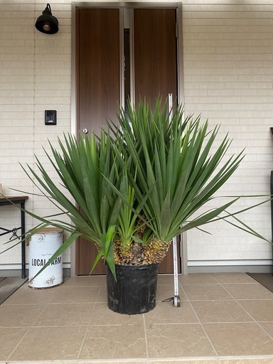 本日11日夜までユッカレクルビフォリア、8頭、1m37cm、