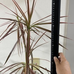 観葉植物の画像