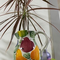 観葉植物の画像