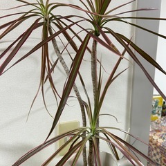 観葉植物の画像