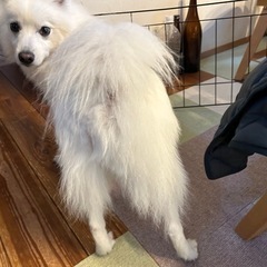 🐾 犬が同じ所をなめ続けるのは「問題行動」？それとも「皮膚…