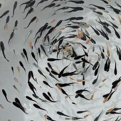 メダカ色々　(受付中止)の画像