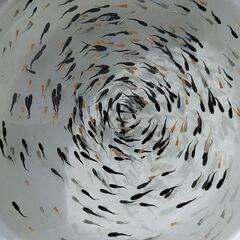 メダカ色々　(受付中止)の画像