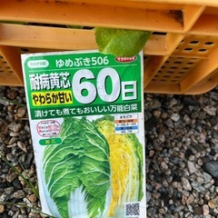 ハクサイ苗の画像