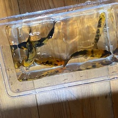 選別錦鯉5匹セット　の画像