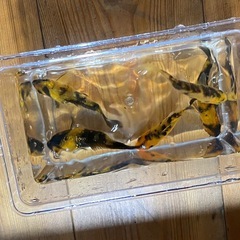 選別錦鯉5匹セット　の画像